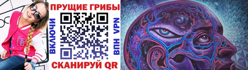 Купить  Лаишево  Псилоцибиновые грибы Cubensis 